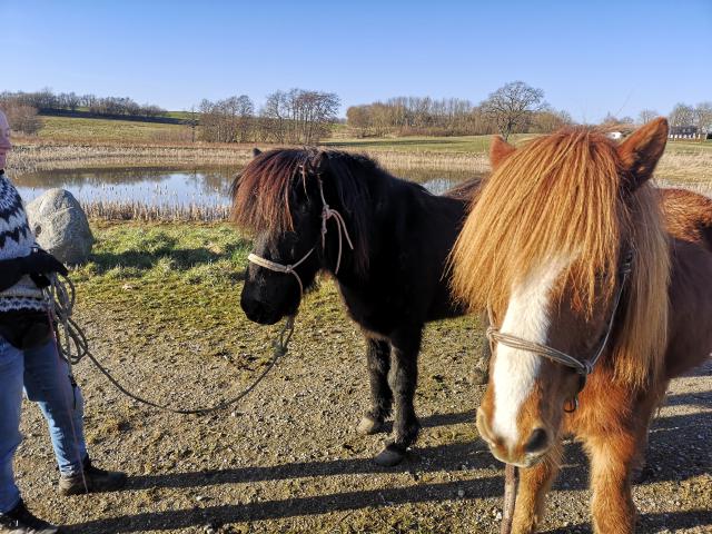 Grundlæggende horsemanship Grundlæggende horsemanship